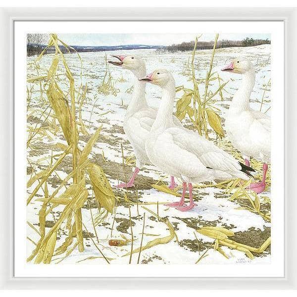 Snow Geese in Corn Field - Framed Print | Artwork by Glen Loates