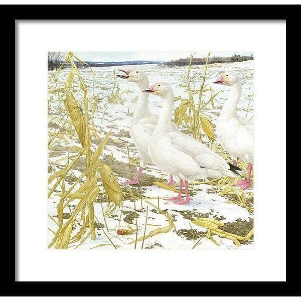 Snow Geese in Corn Field - Framed Print | Artwork by Glen Loates