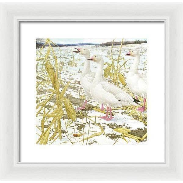 Snow Geese in Corn Field - Framed Print | Artwork by Glen Loates