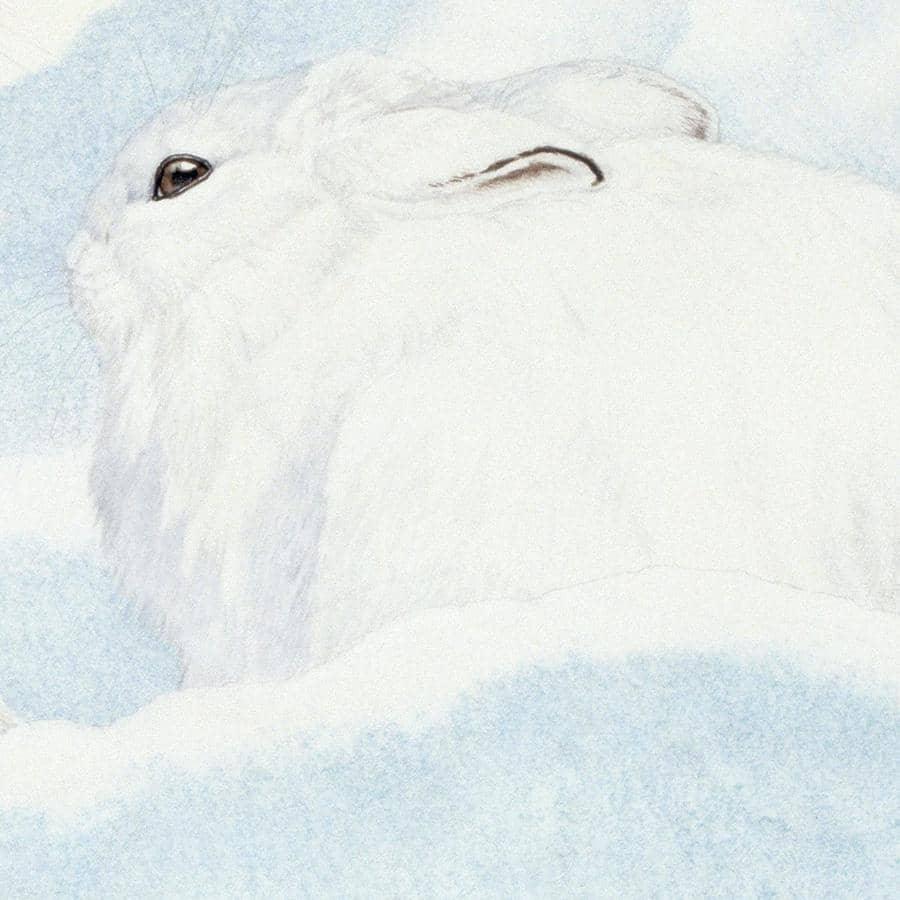 Snowshoe Hare - Canvas Print | Artwork by Glen Loates
