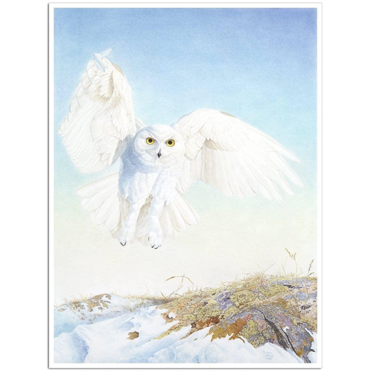 Snowy Owl - Art Print | Artwork by Glen Loates
