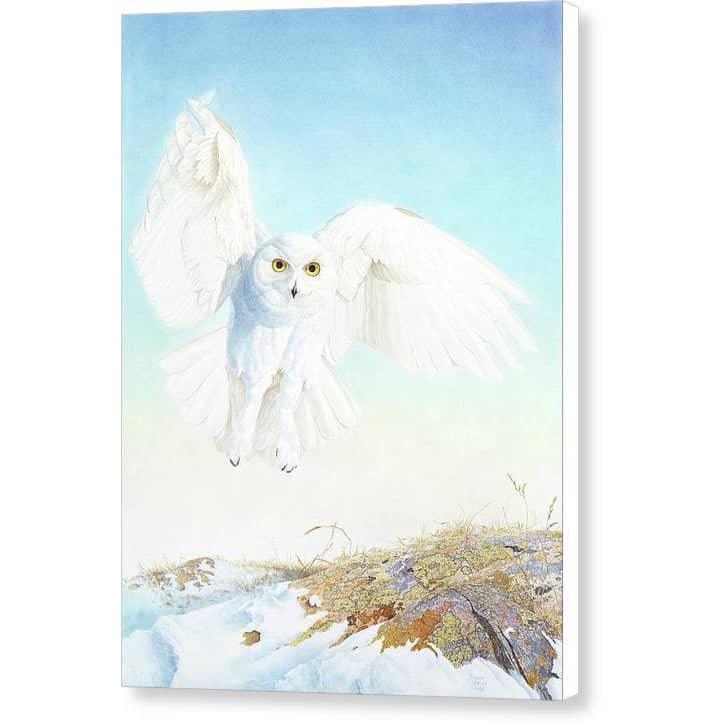 Snowy Owl - Canvas Print | Artwork by Glen Loates