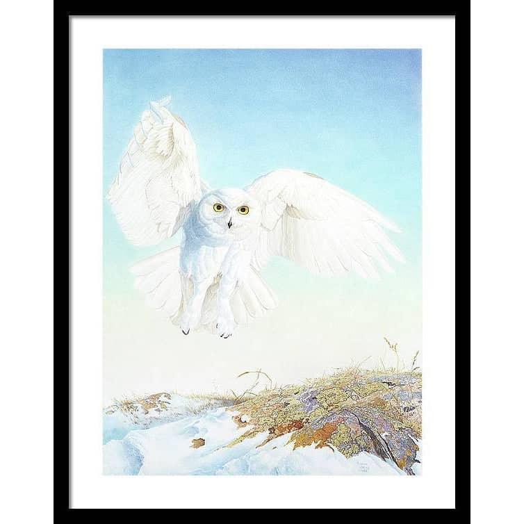 Snowy Owl - Framed Print | Artwork by Glen Loates