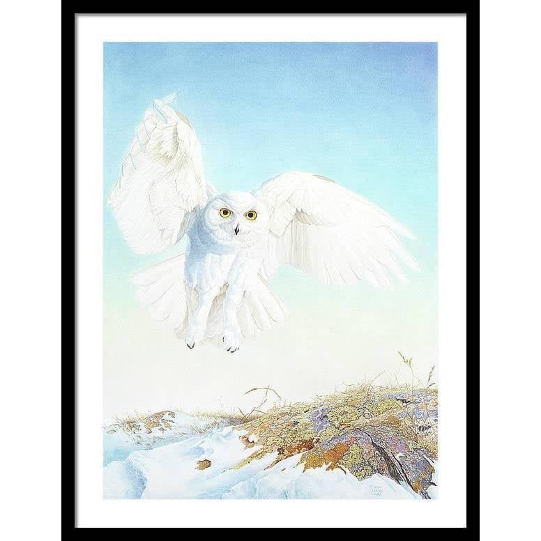 Snowy Owl - Framed Print | Artwork by Glen Loates