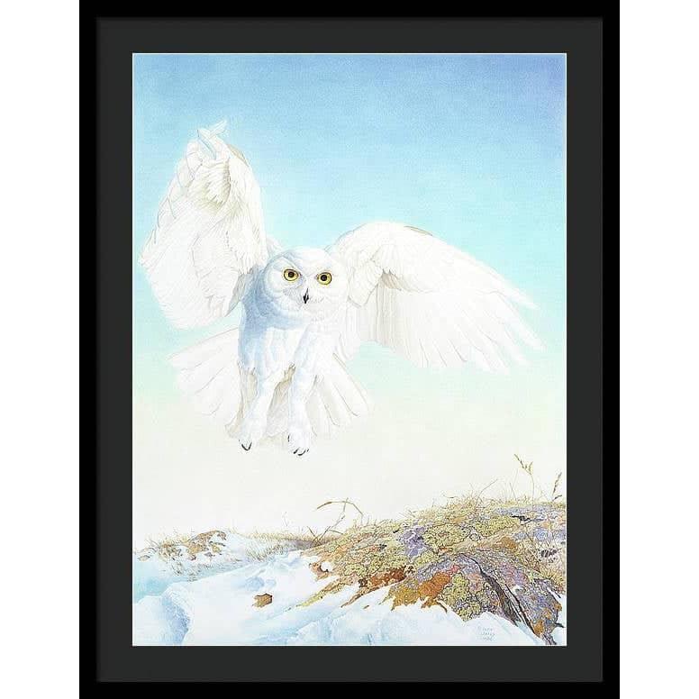 Snowy Owl - Framed Print | Artwork by Glen Loates