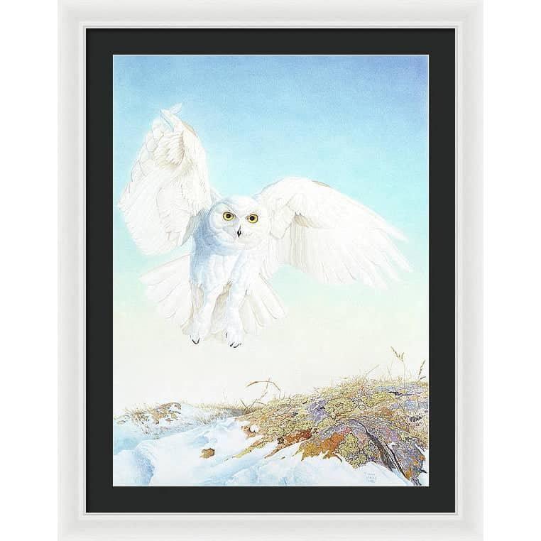 Snowy Owl - Framed Print | Artwork by Glen Loates