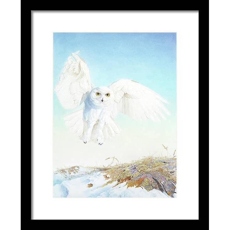 Snowy Owl - Framed Print | Artwork by Glen Loates