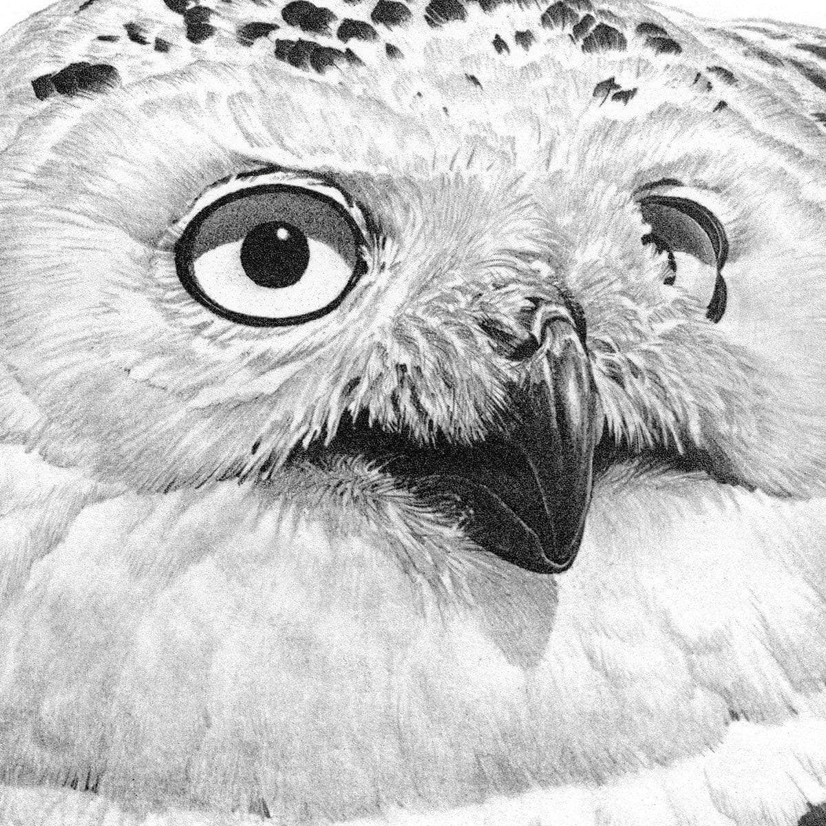 Snowy Owl Portrait - Canvas Print | Artwork by Glen Loates