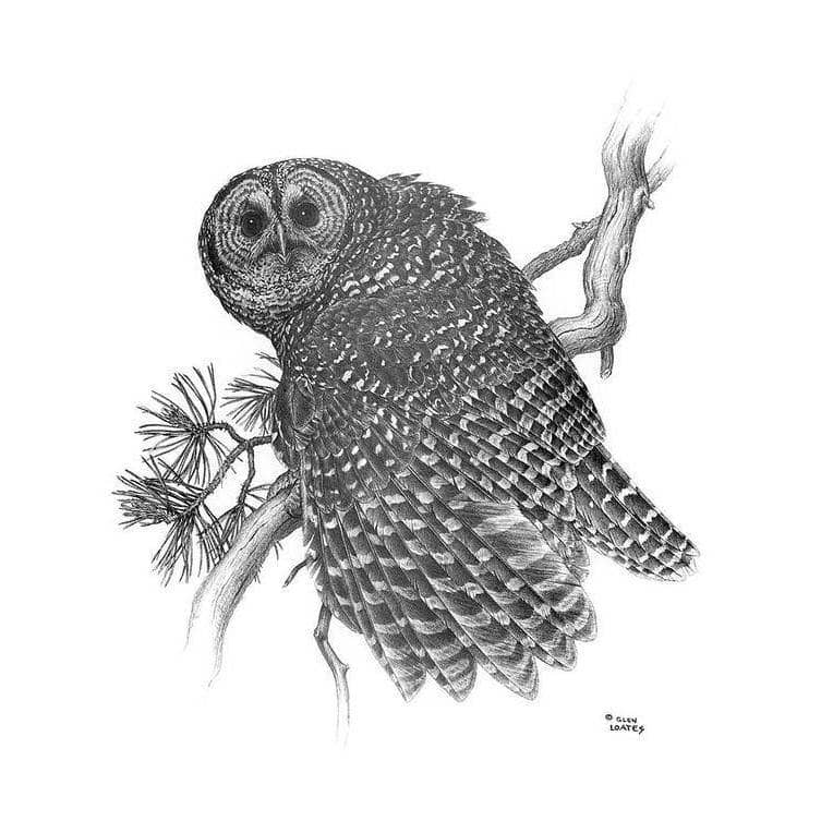 Spotted Owl - Art Print | Artwork by Glen Loates