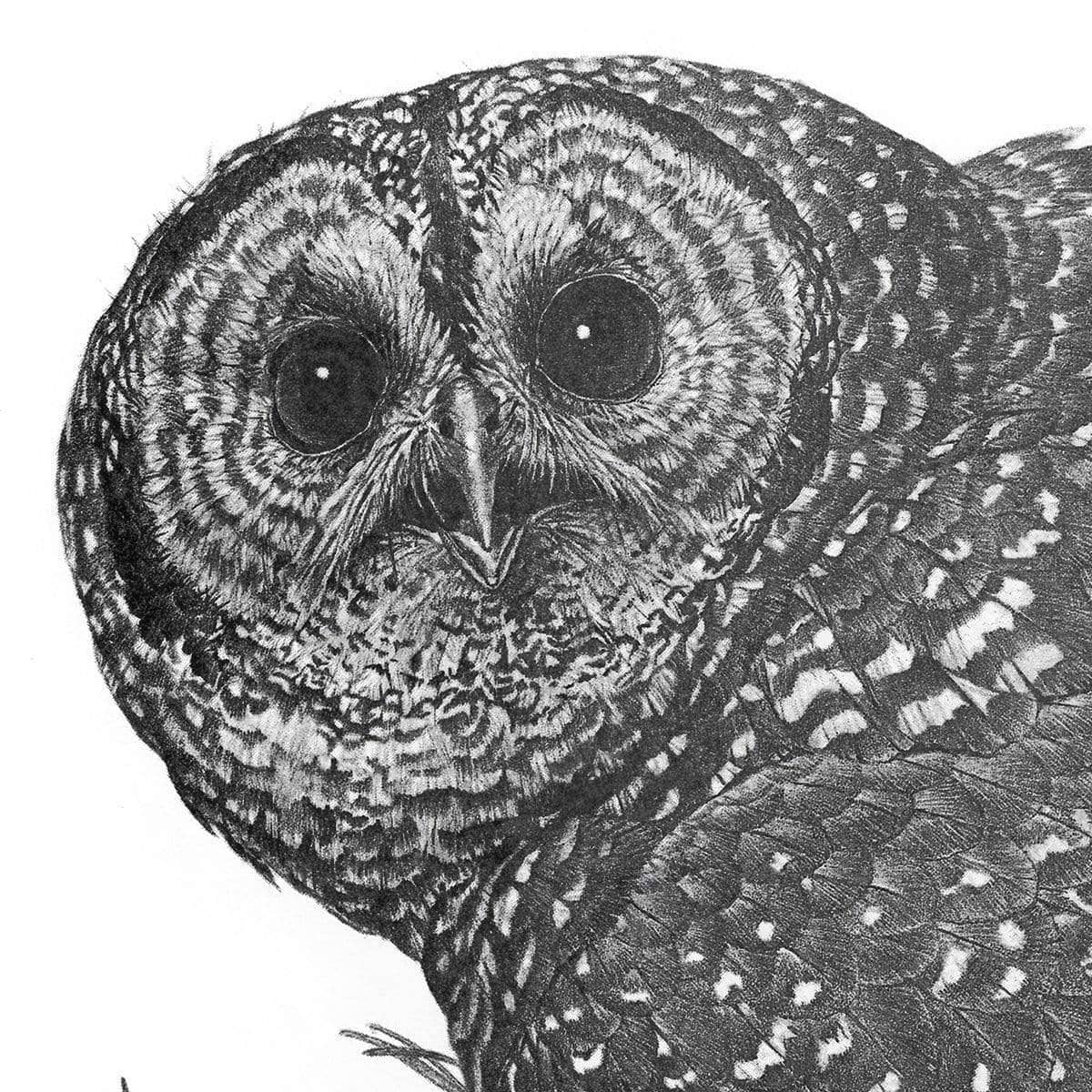 Spotted Owl - Canvas Print | Artwork by Glen Loates