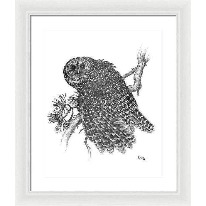 Spotted Owl - Framed Print | Artwork by Glen Loates