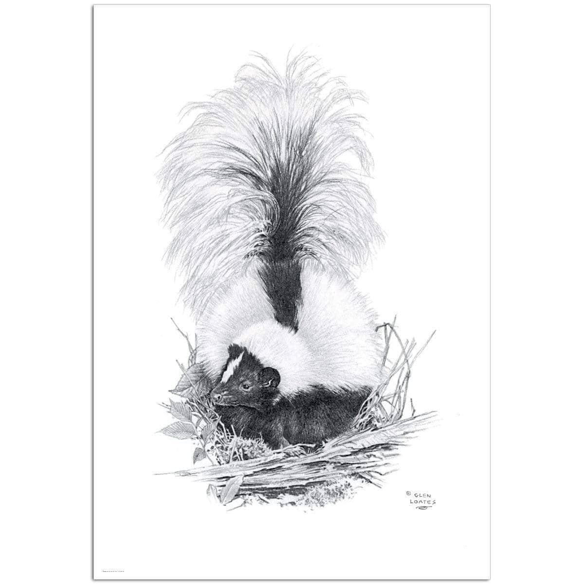 Striped Skunk - Art Print | Artwork by Glen Loates