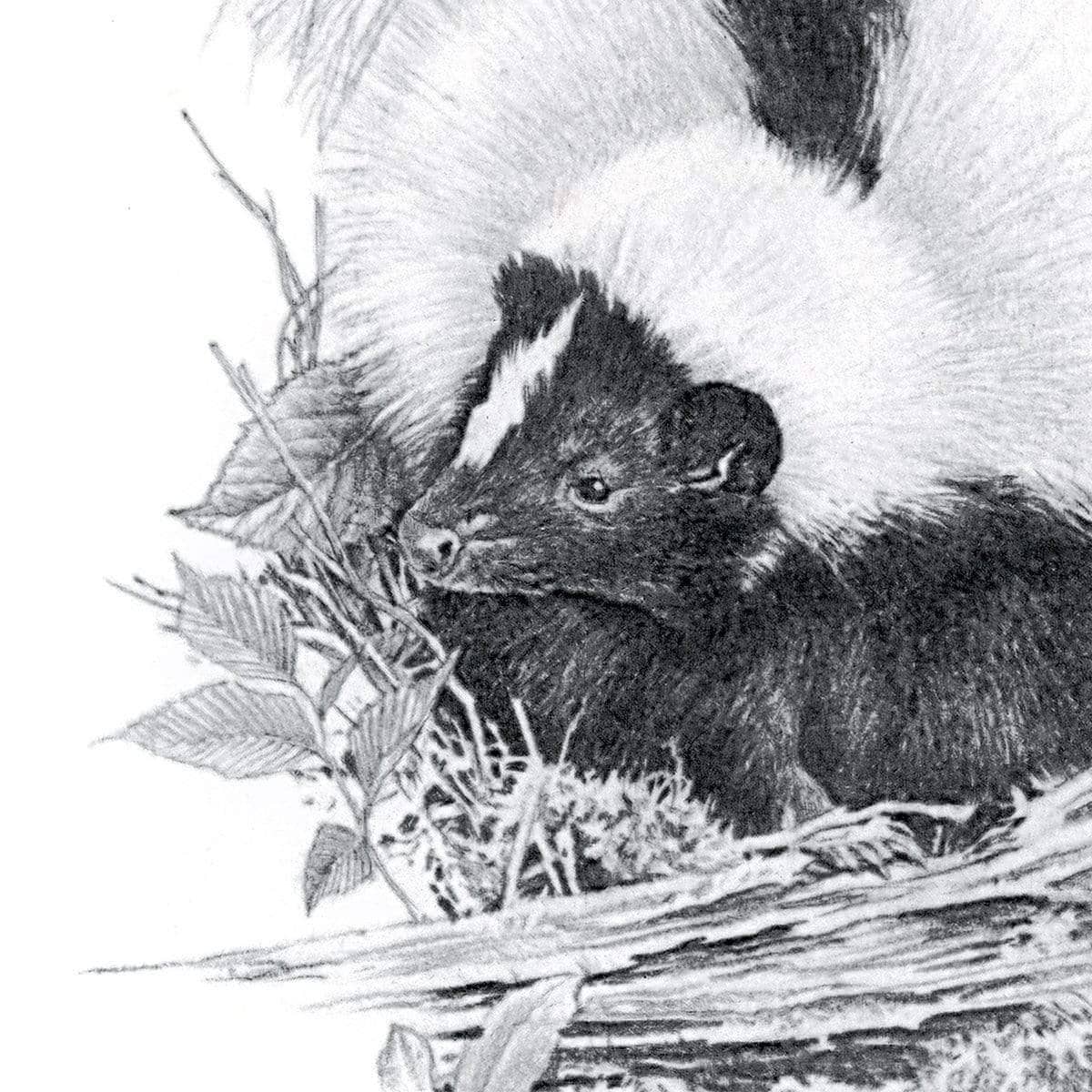 Striped Skunk - Art Print | Artwork by Glen Loates