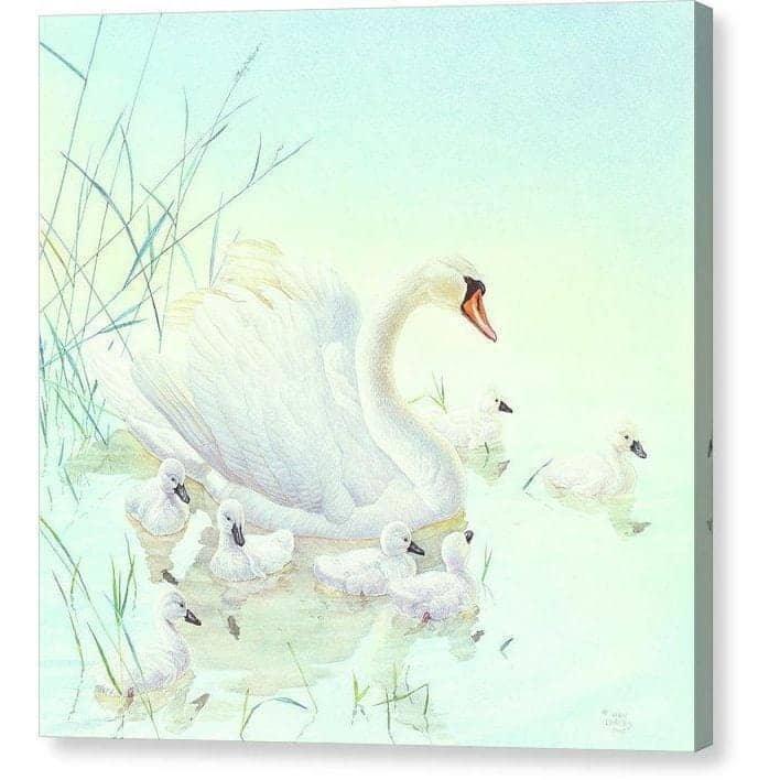 Swan Family - Canvas Print | Artwork by Glen Loates