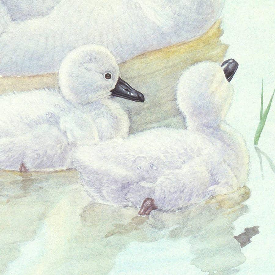 Swan Family - Canvas Print | Artwork by Glen Loates