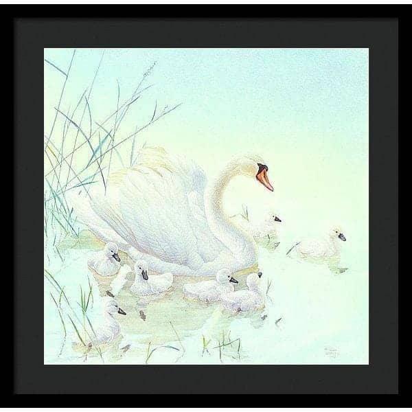 Swan Family - Framed Print | Artwork by Glen Loates