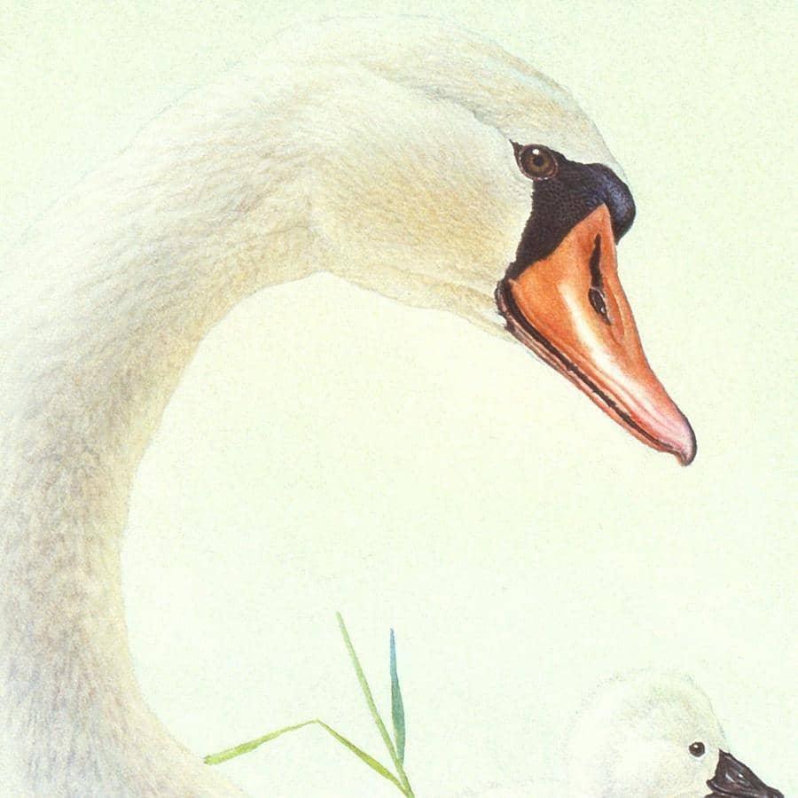 Swan Family - Framed Print | Artwork by Glen Loates