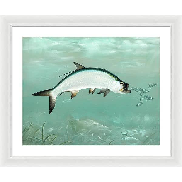 Tarpon - Framed Print | Artwork by Glen Loates