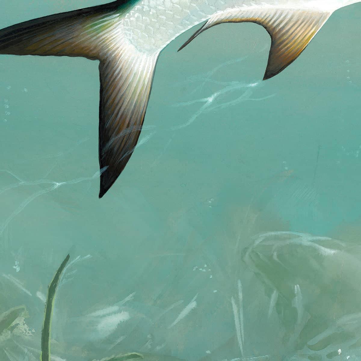 Tarpon - Framed Print | Artwork by Glen Loates