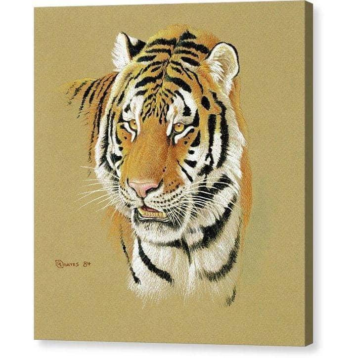 Tiger Portrait - Canvas Print | Artwork by Glen Loates