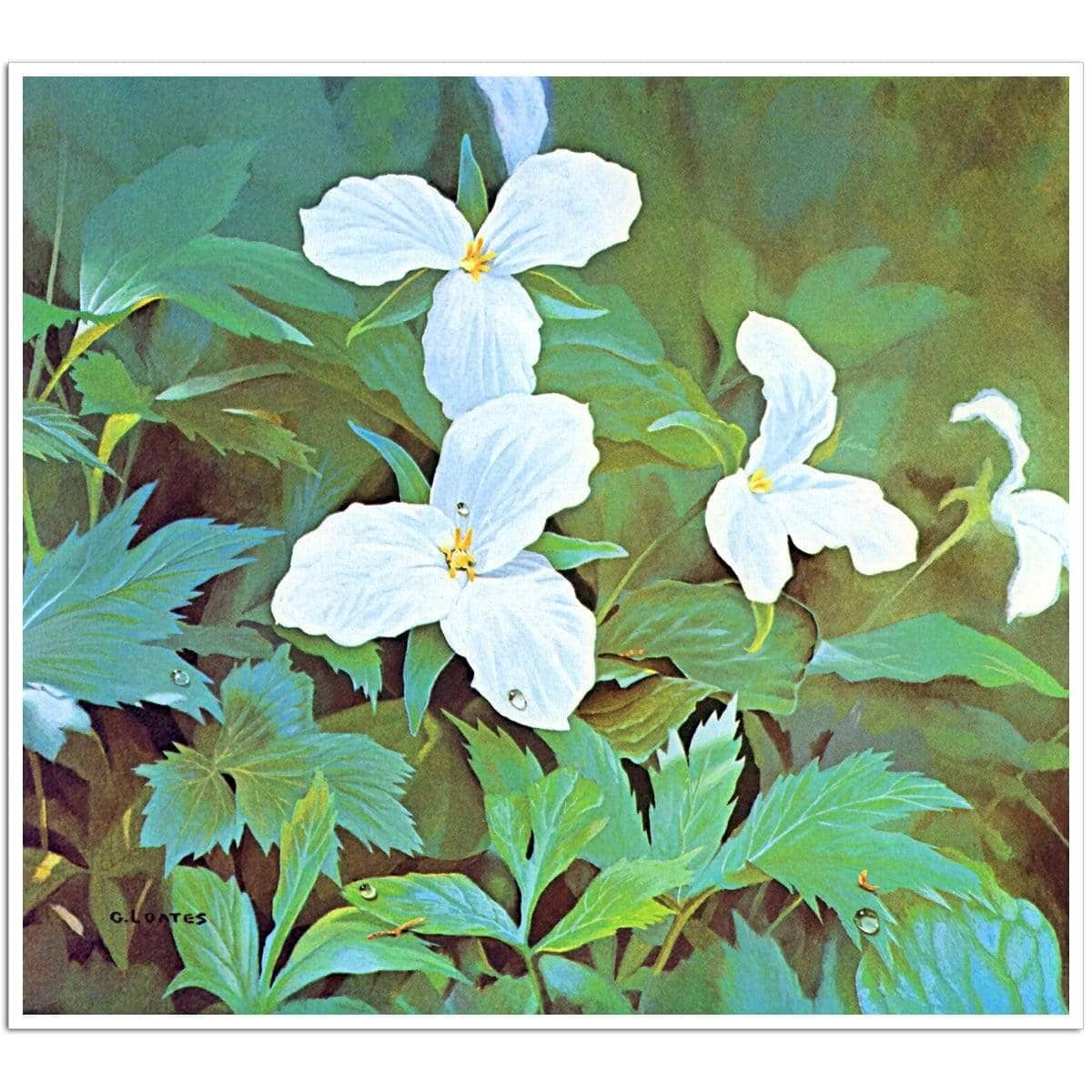 Trillium - Art Print | Artwork by Glen Loates