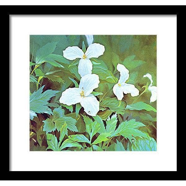 Trillium - Framed Print | Artwork by Glen Loates