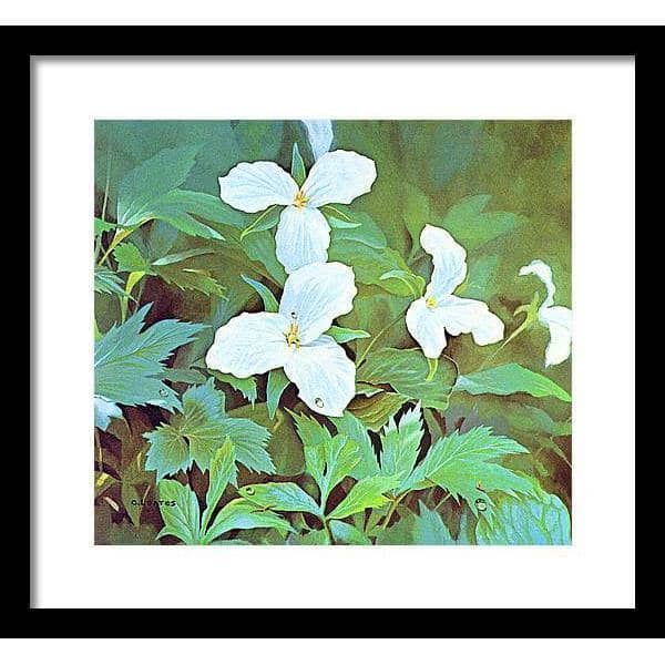 Trillium - Framed Print | Artwork by Glen Loates