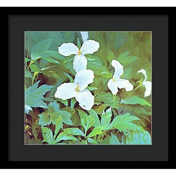 Trillium - Framed Print | Artwork by Glen Loates