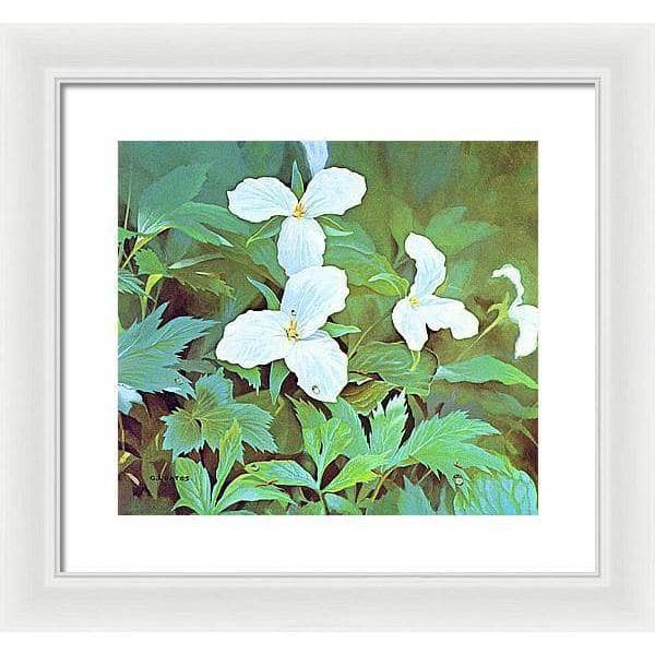 Trillium - Framed Print | Artwork by Glen Loates