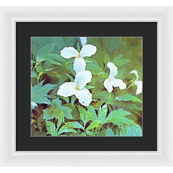 Trillium - Framed Print | Artwork by Glen Loates