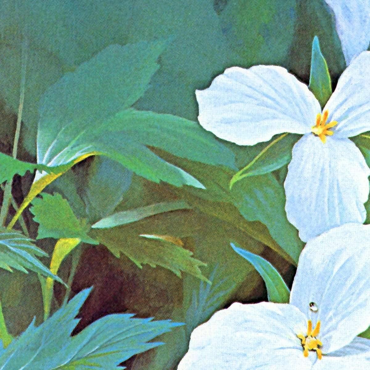 Trillium - Framed Print | Artwork by Glen Loates