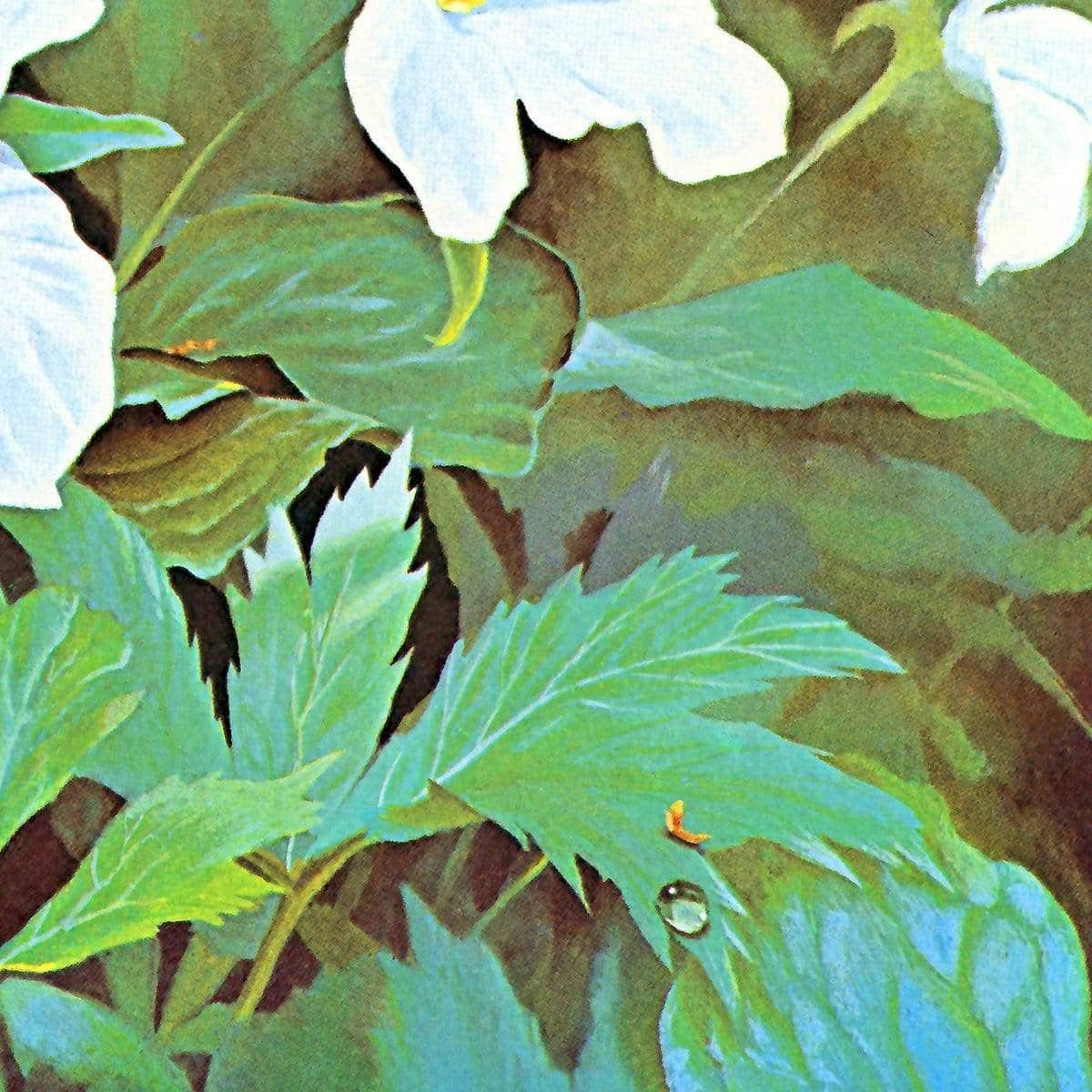 Trillium - Framed Print | Artwork by Glen Loates