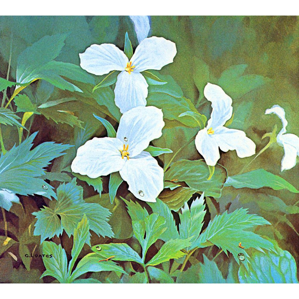 Trillium - Framed Print | Artwork by Glen Loates