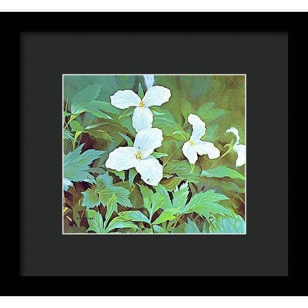 Trillium - Framed Print | Artwork by Glen Loates