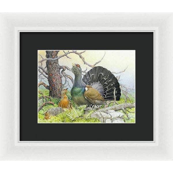Western Capercaillie - Framed Print | Artwork by Glen Loates