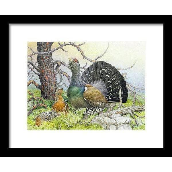 Western Capercaillie - Framed Print | Artwork by Glen Loates