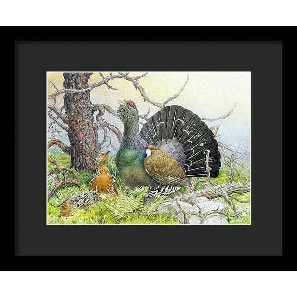 Western Capercaillie - Framed Print | Artwork by Glen Loates