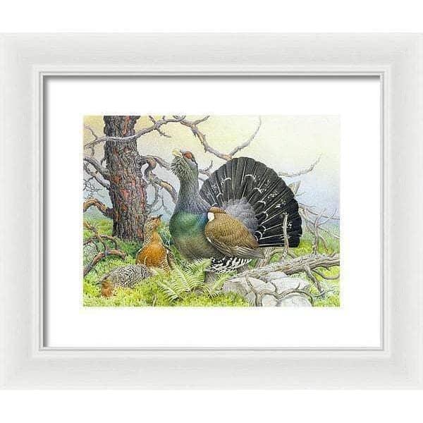 Western Capercaillie - Framed Print | Artwork by Glen Loates