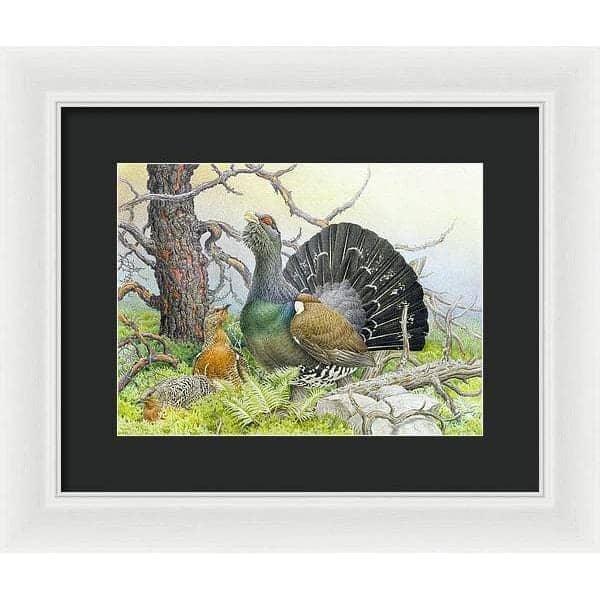 Western Capercaillie - Framed Print | Artwork by Glen Loates