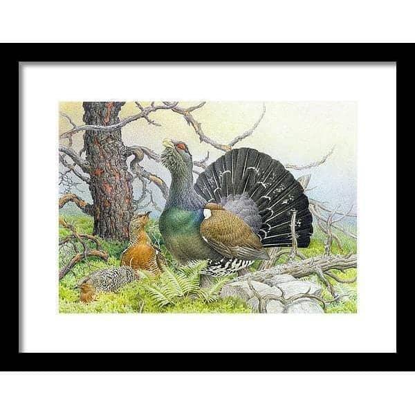 Western Capercaillie - Framed Print | Artwork by Glen Loates