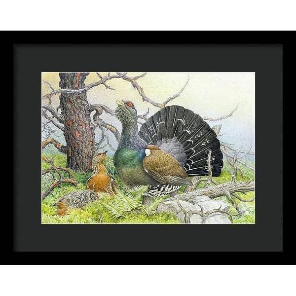 Western Capercaillie - Framed Print | Artwork by Glen Loates