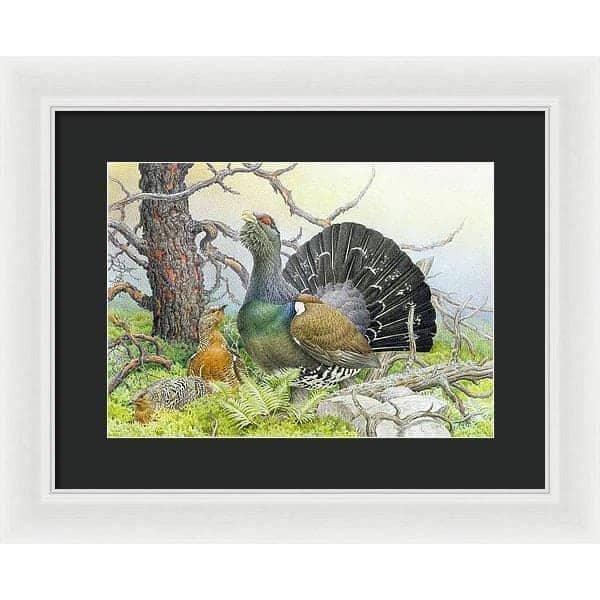 Western Capercaillie - Framed Print | Artwork by Glen Loates