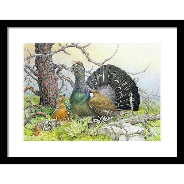 Western Capercaillie - Framed Print | Artwork by Glen Loates