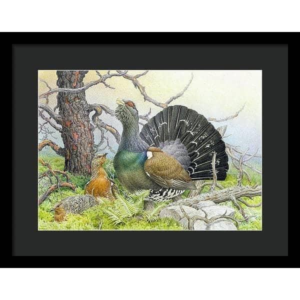 Western Capercaillie - Framed Print | Artwork by Glen Loates