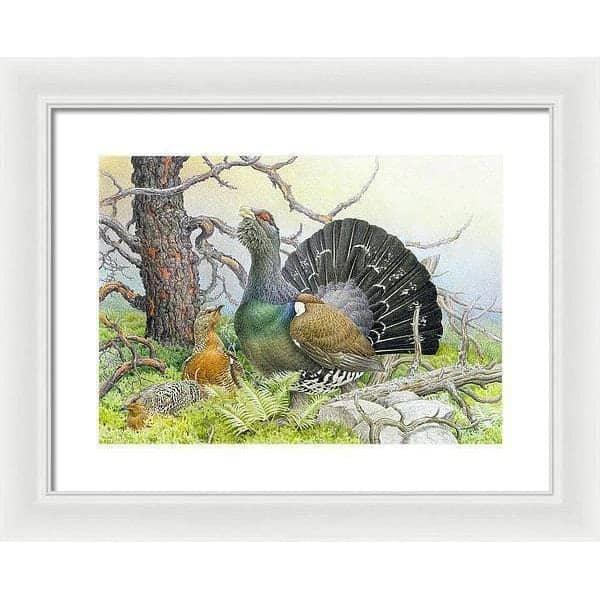 Western Capercaillie - Framed Print | Artwork by Glen Loates