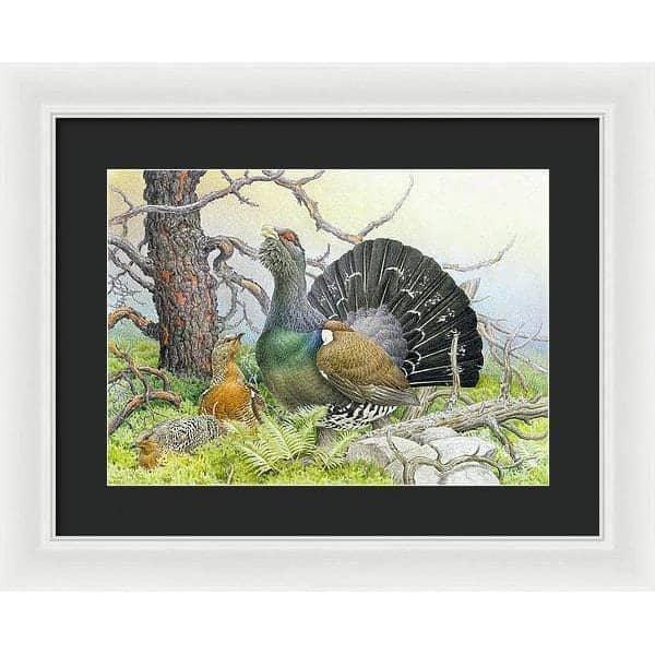 Western Capercaillie - Framed Print | Artwork by Glen Loates