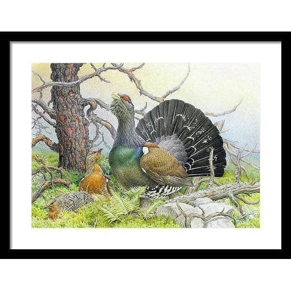 Western Capercaillie - Framed Print | Artwork by Glen Loates