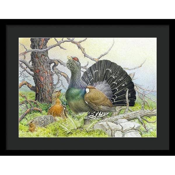 Western Capercaillie - Framed Print | Artwork by Glen Loates