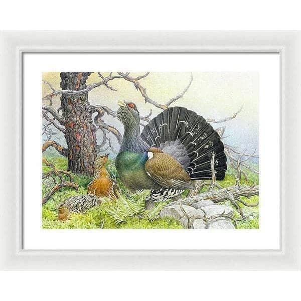 Western Capercaillie - Framed Print | Artwork by Glen Loates
