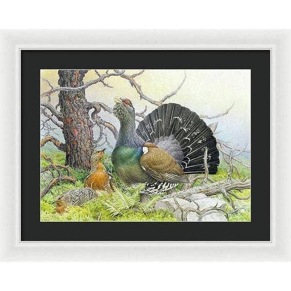 Western Capercaillie - Framed Print | Artwork by Glen Loates
